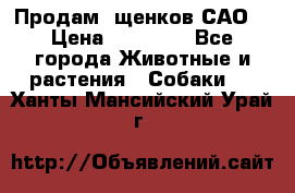 Продам ,щенков САО. › Цена ­ 30 000 - Все города Животные и растения » Собаки   . Ханты-Мансийский,Урай г.